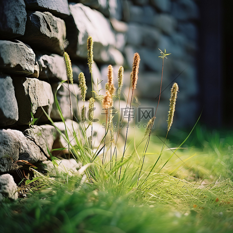 草坐落在石墙附近