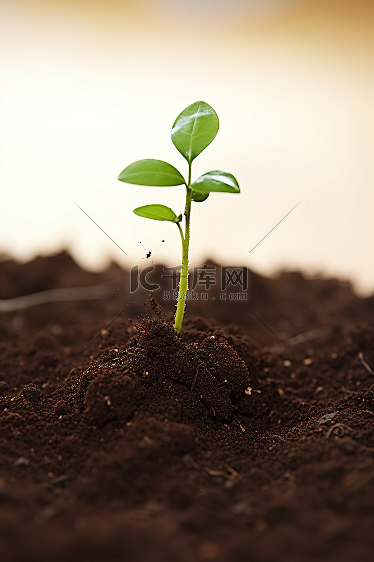一株小植物从泥土里长出来