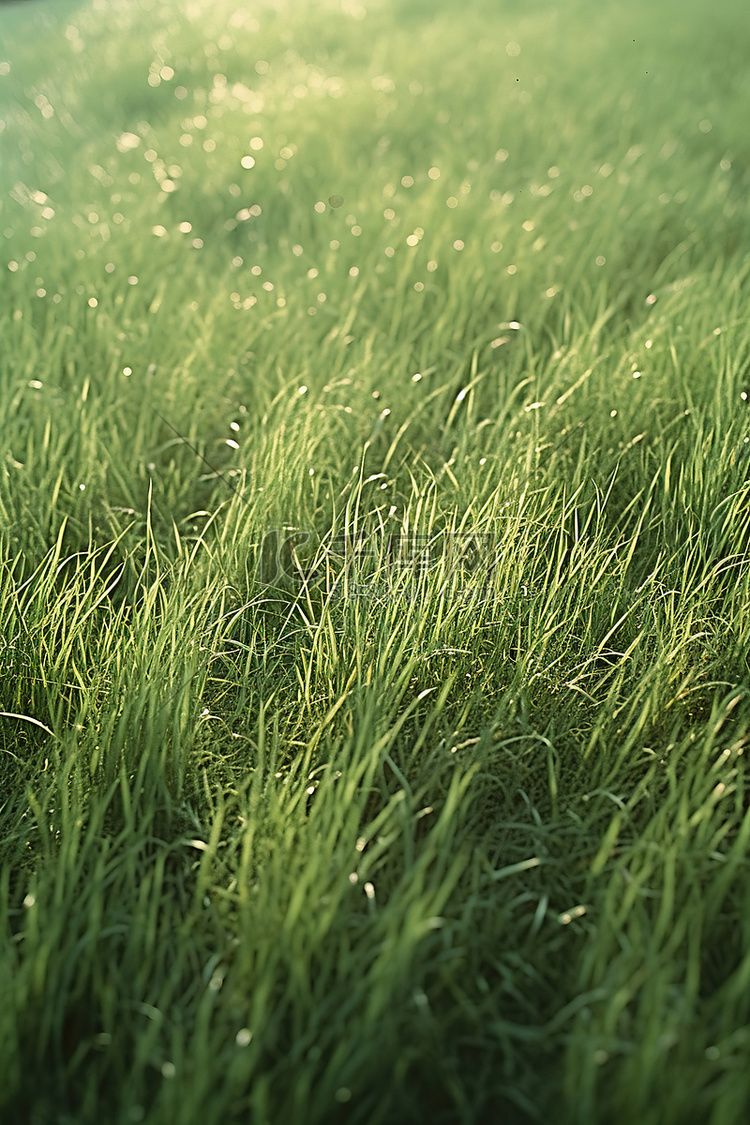 这是一片长长的草地