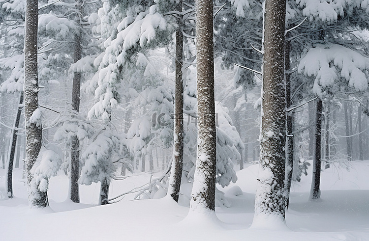 白雪覆盖的树木在白雪皑皑的森林