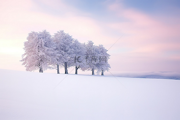 冬季景观的图像，树木被雪覆盖