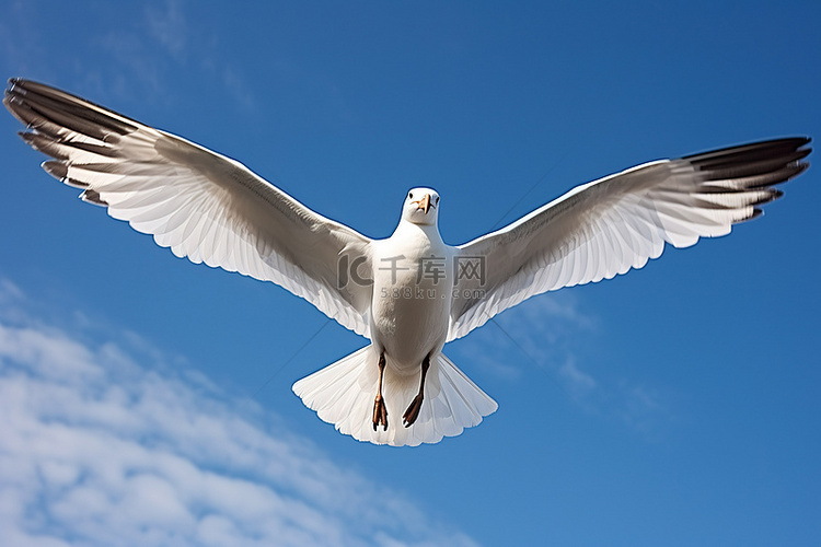 一只大海鸥张开翅膀飞过蓝天