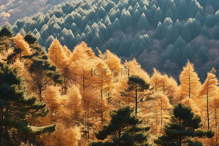 森林里的树木被黄色的叶子覆盖
