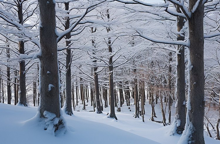 森林地面上的树木被雪覆盖