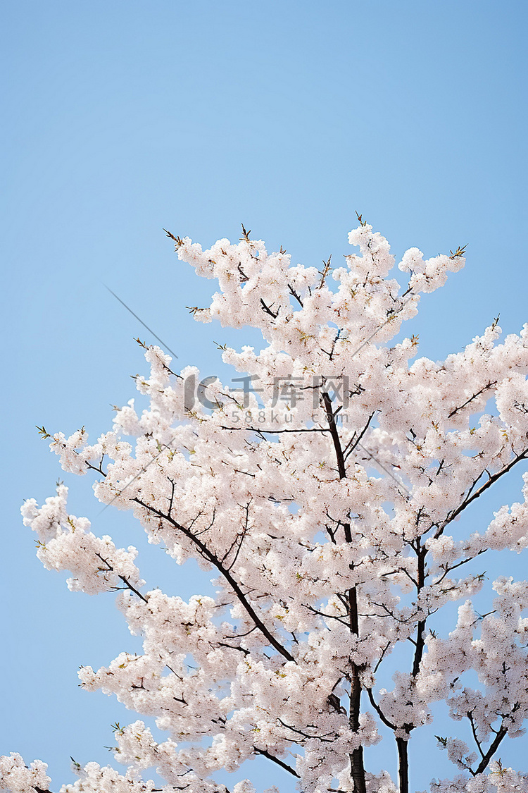 一棵白色盛开的樱花树挂在蔚蓝的