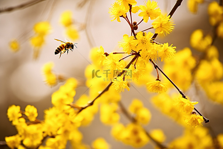 一只蜜蜂在开着黄色花朵的树枝附