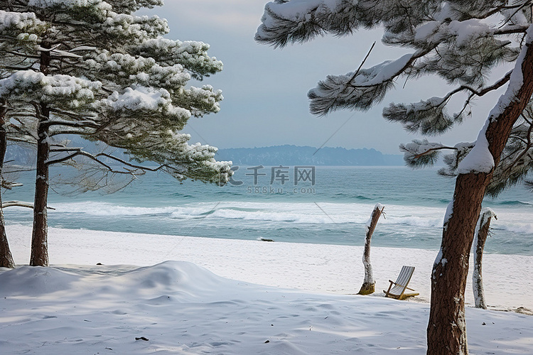 白雪皑皑的松树矗立在海滩和海洋