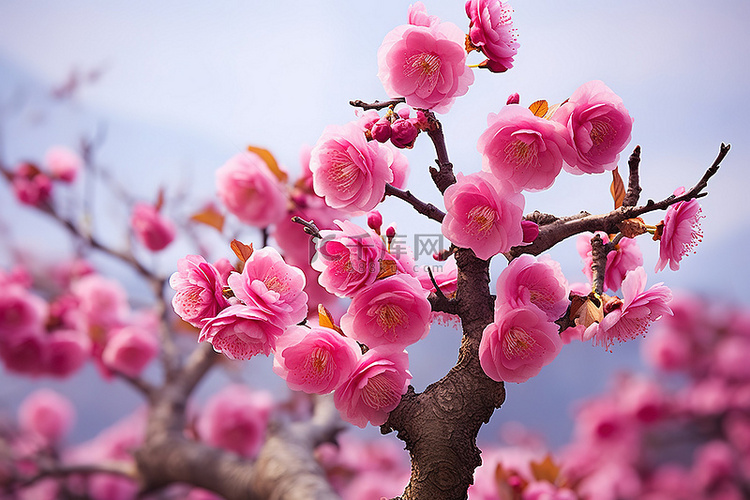 春天花园里的一棵树上长着粉红色
