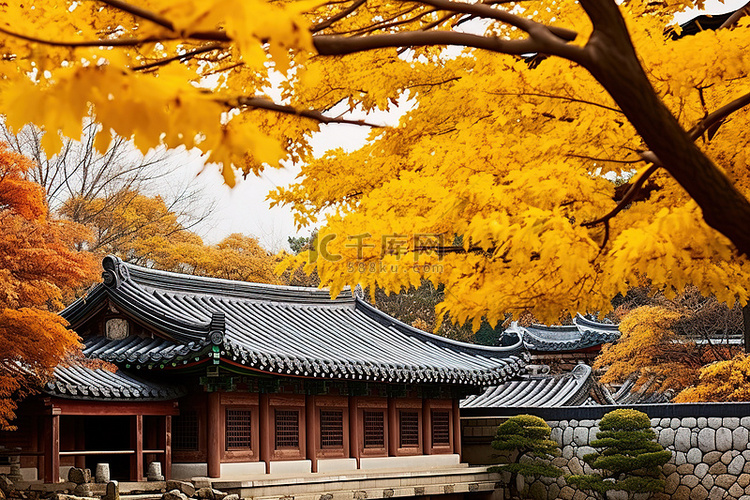 秋天 韩国 东亚 首尔寺庙旁的