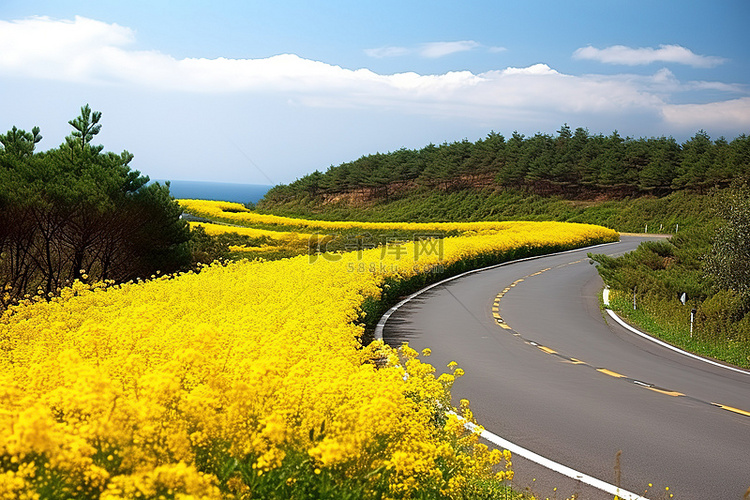 一条被黄花和森林包围的长路