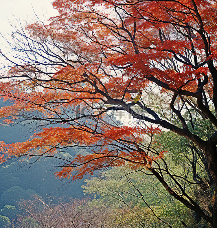 一棵秋天的树，有红色和绿色的叶