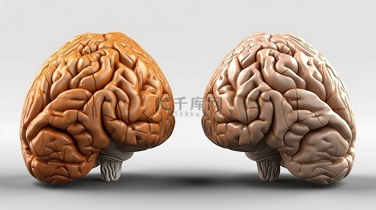 3D 大脑角色的正面和侧面视图