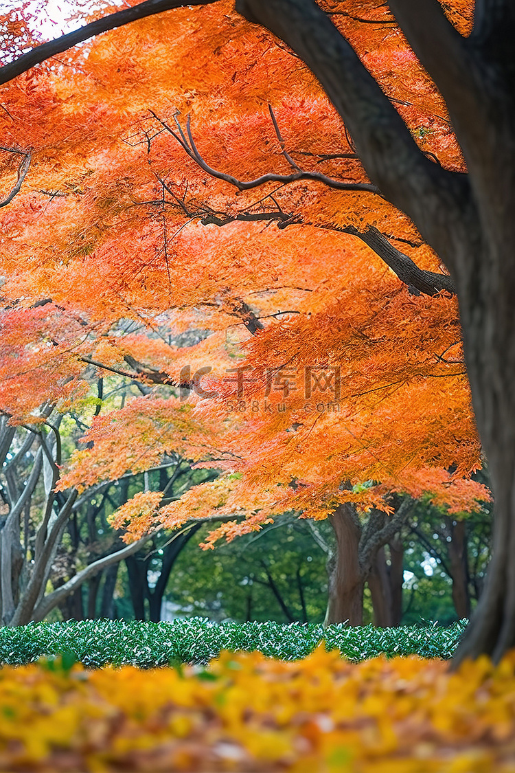 日本秋天 秋天的树木 花园公园