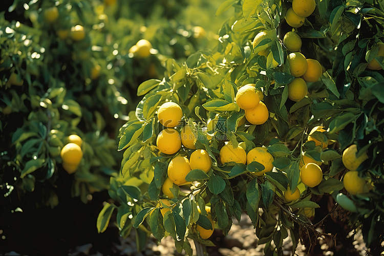 干旱土壤果园中的黄柠檬