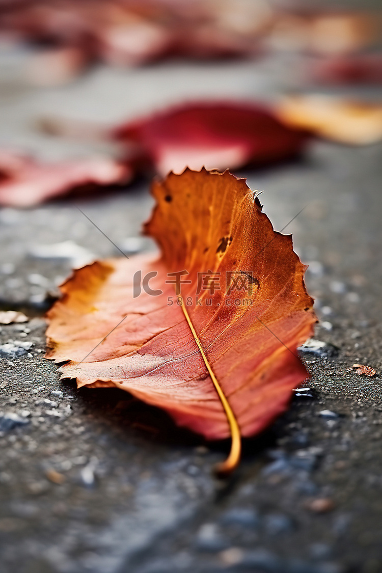 混凝土路面表面的秋叶