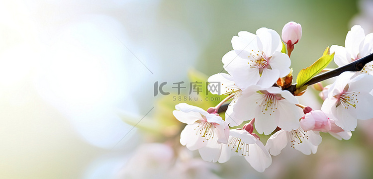 美丽的白色花朵在盛开的樱花树上