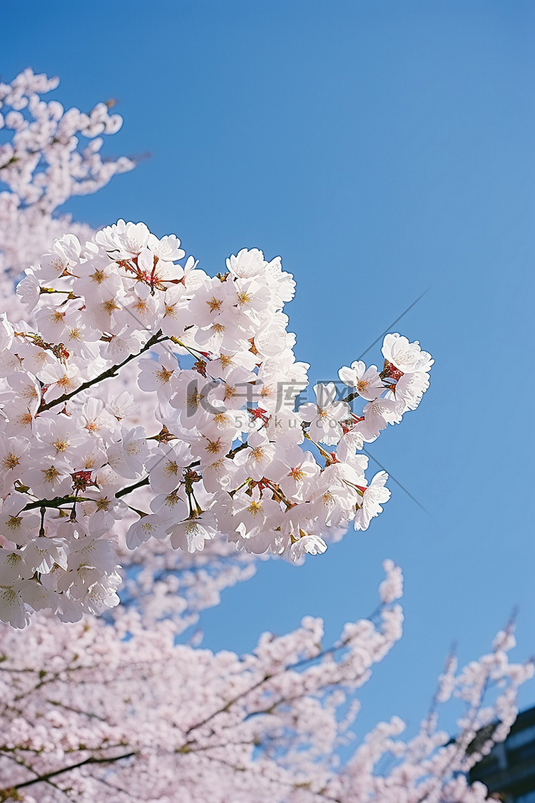 东京蓝天的樱花