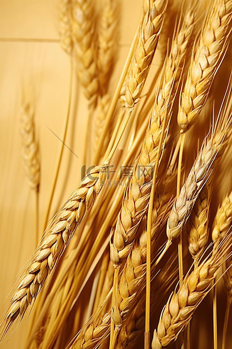 一群麦穗坐在编织的竹子上