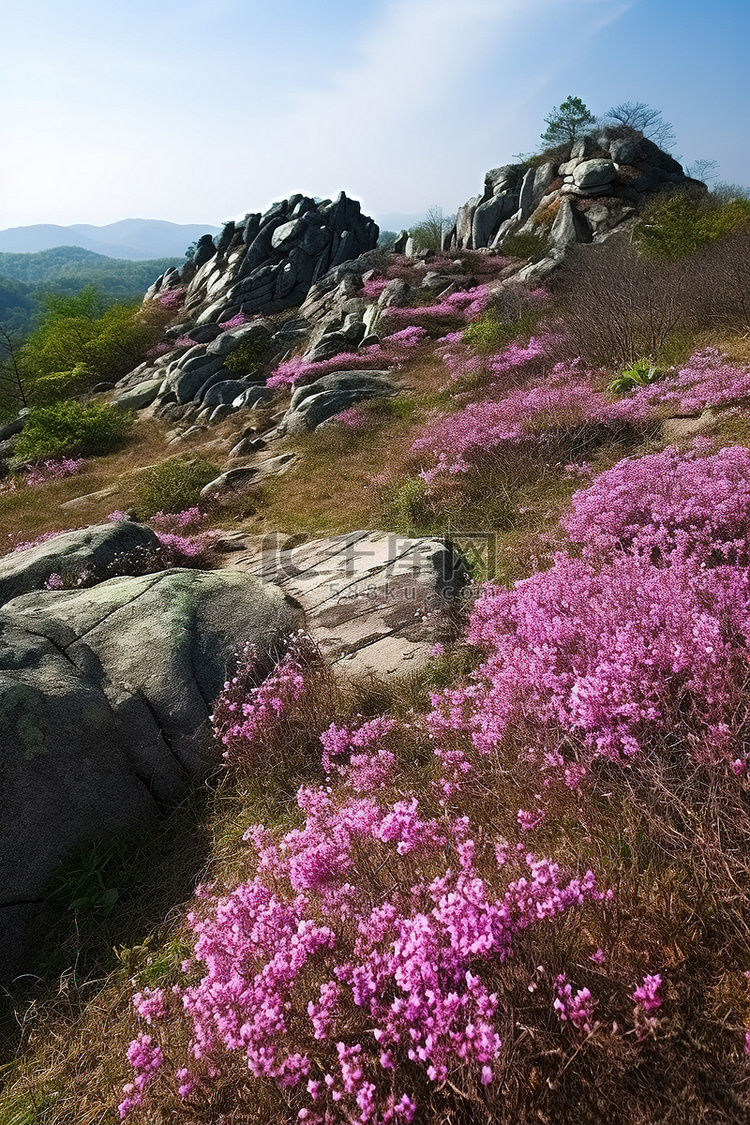 开满鲜花的岩石区和山顶