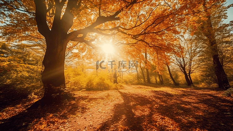 秋天落日树影背景