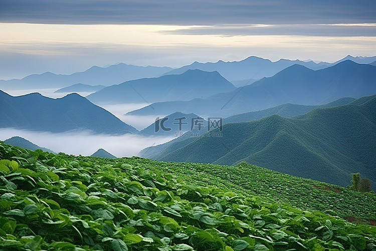 山脊过白菜 丰化 长冲 越南 天津