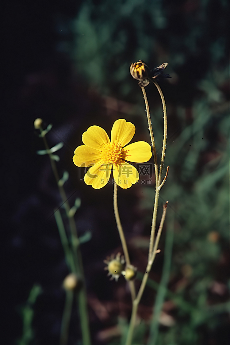 黄色小花，长棕色茎