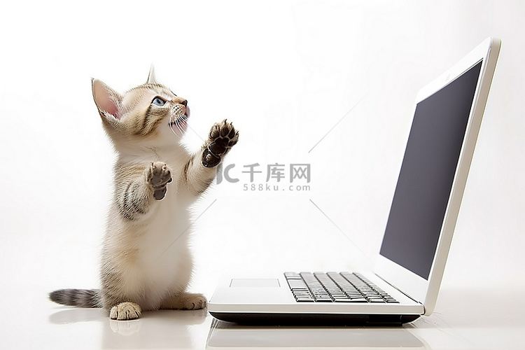 一只小猫站在白色电脑屏幕上