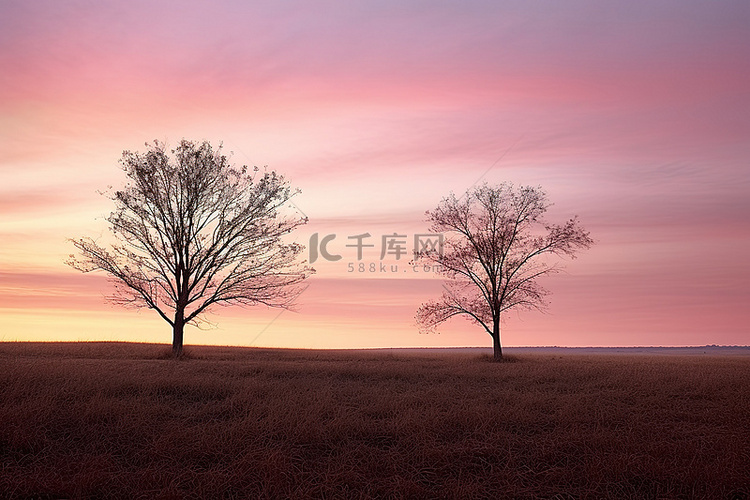 日落后，两棵树站在田野里