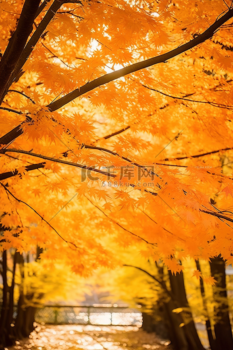 秋天的颜色 秋天的树叶
