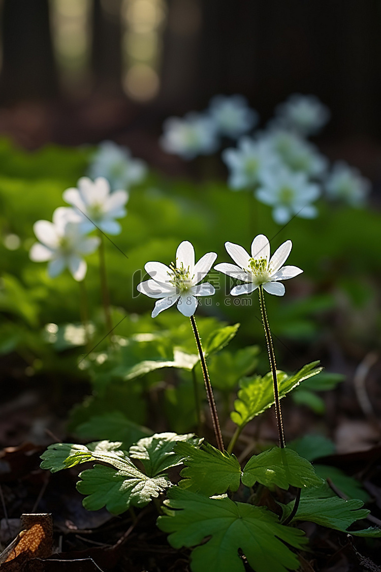 生长在森林里的白色花朵