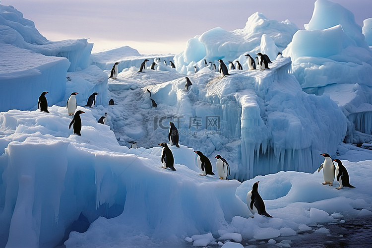 蛋白石冰山上的企鹅 南极洲实地