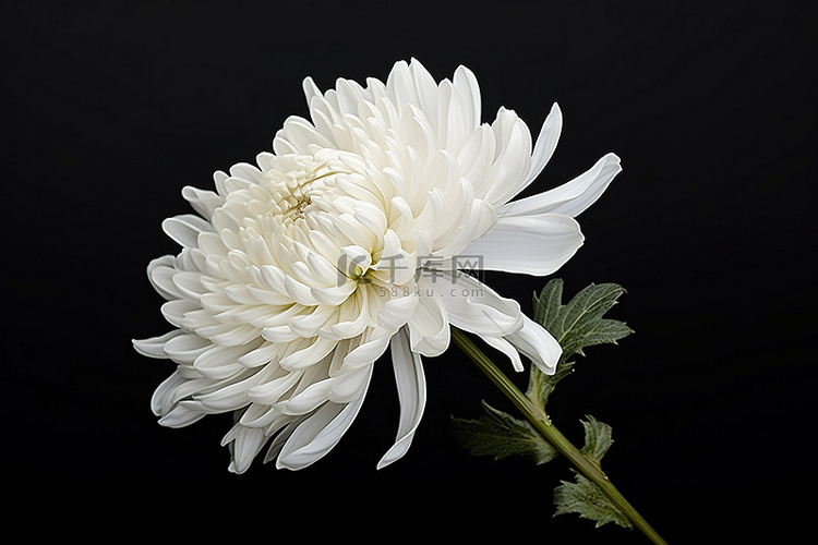 黑色背景中的白色菊花