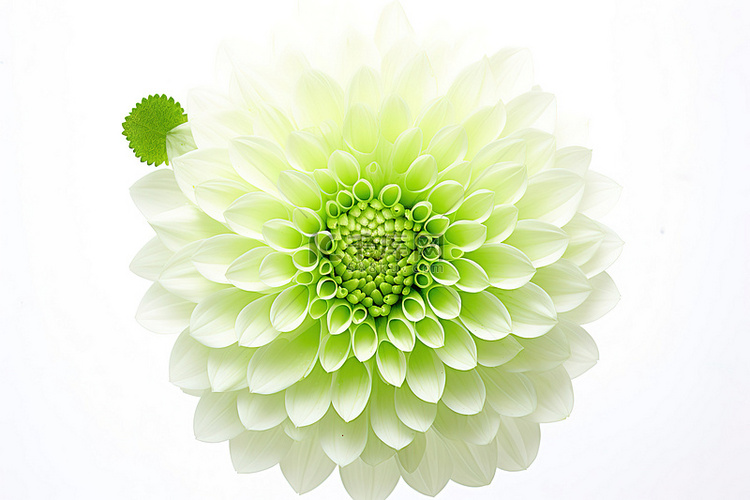 一朵小绿花，白色背景上有一朵小