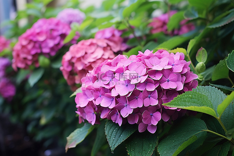 春天的绣球花与绿色植物