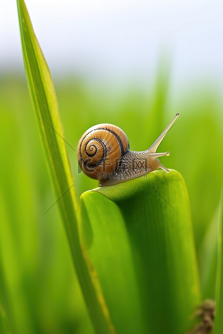 一只小蜗牛爬在绿草的叶子上