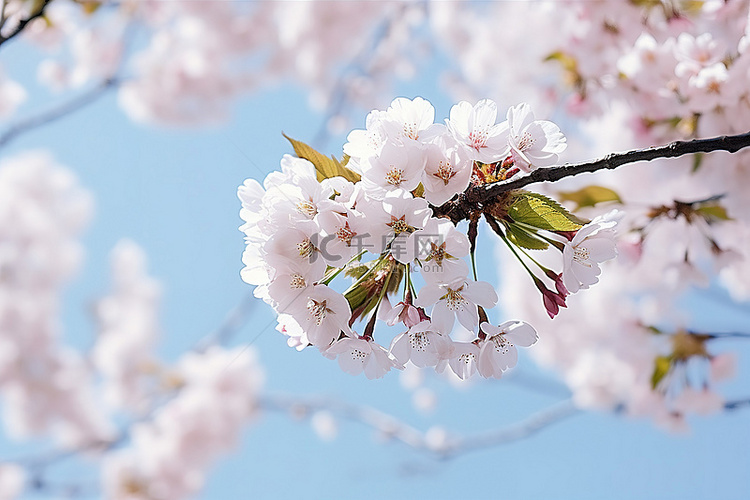 春天盛开的樱花树映衬着蓝天