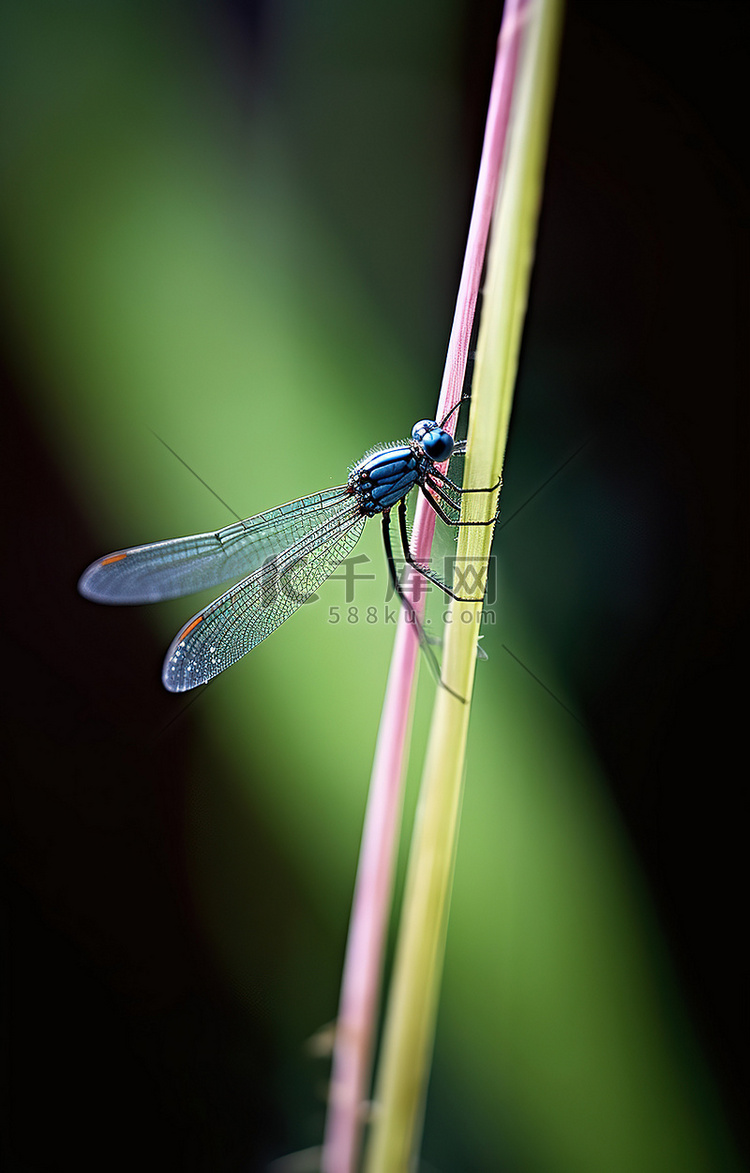 一只蓝色和白色的小蜻蜓坐在一片