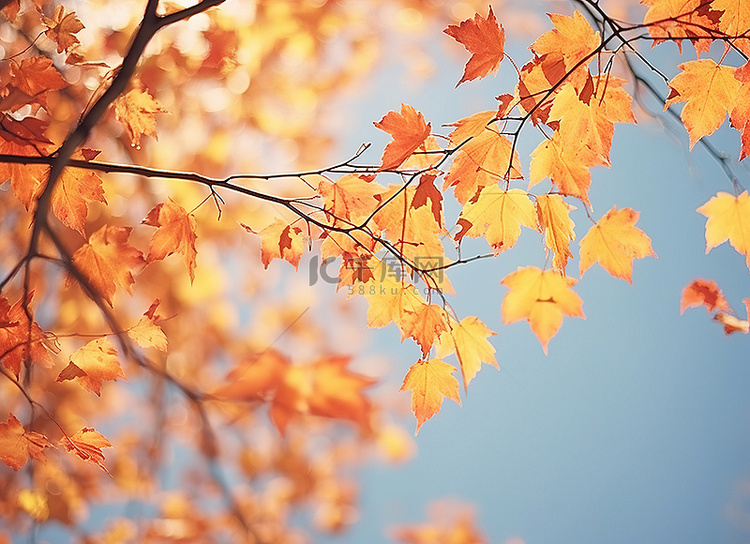 秋天的树叶照片 秋天的树叶美术