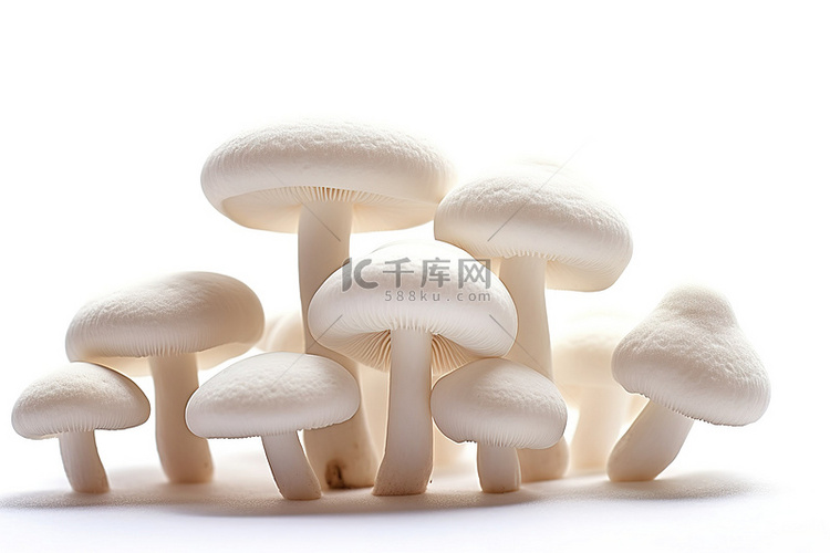 白色蘑菇上白色孤立