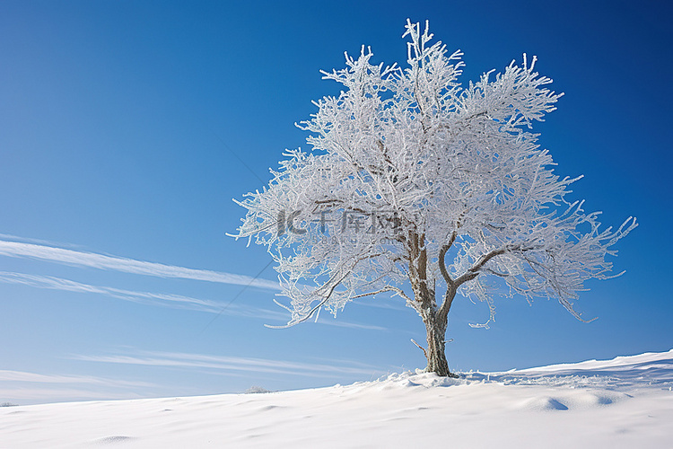 雪地里的一棵树，映衬着蓝天