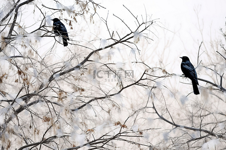 白色的冬天，白松枝上有深黑的鸟