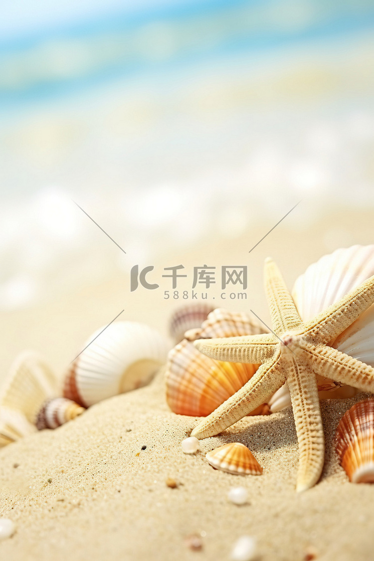 海滩上贝壳和海星的图像