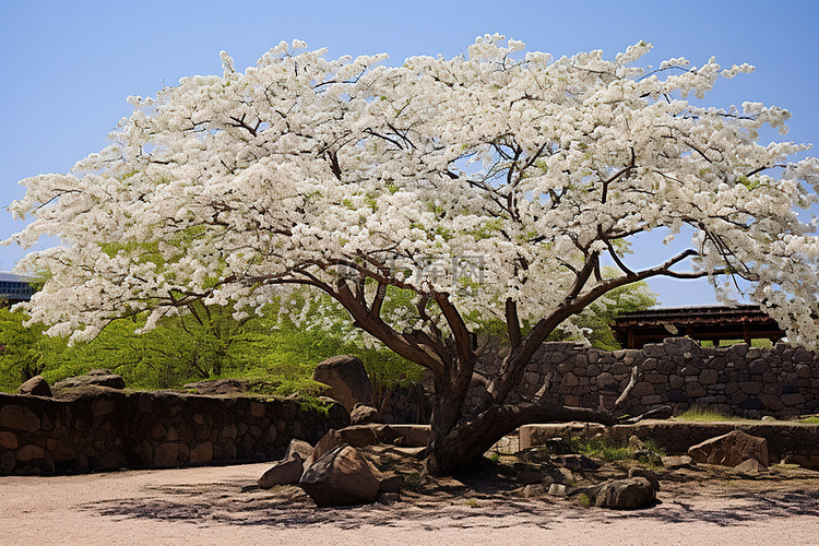一棵树上有白色的花朵和小石头