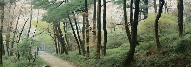 一条树木覆盖的小路通向绿色森林