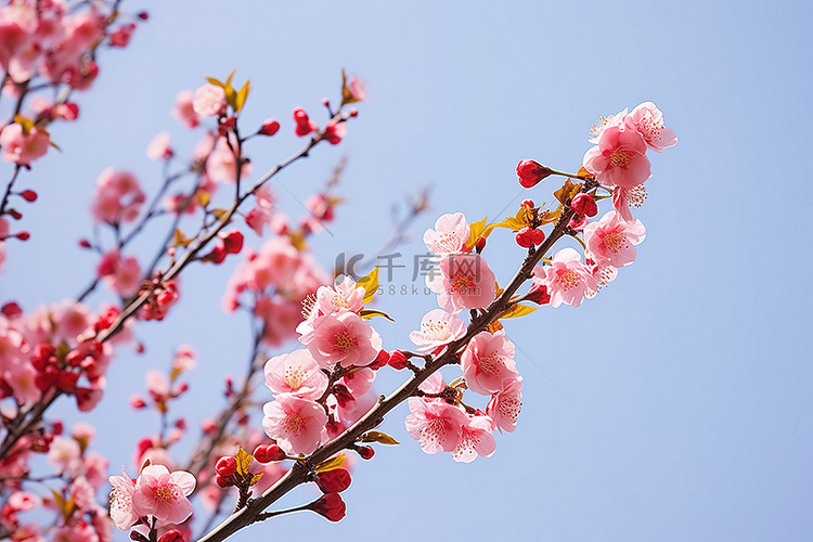 一棵春天开满鲜花的樱花树
