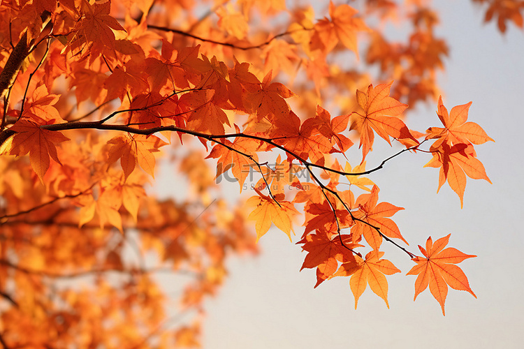 一棵秋天的树，挂着一些橙色的叶