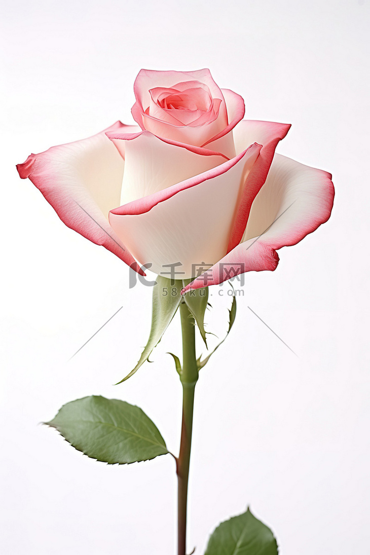 粉色和白色的玫瑰以白色显示