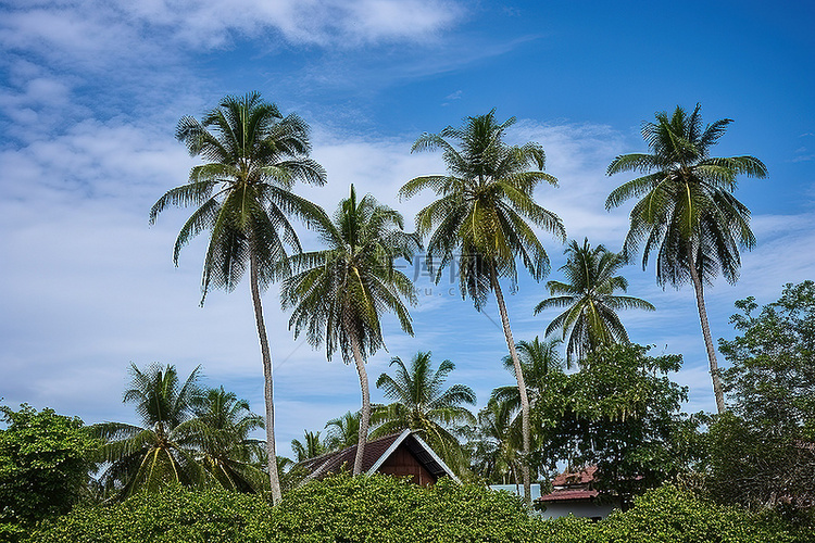 绿色草坪上的一栋房子附近有椰子