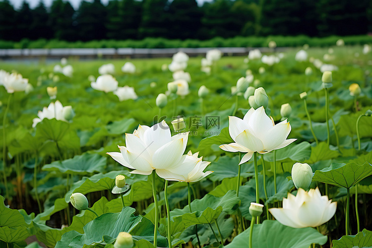 这是很多正在生长的白花莲花