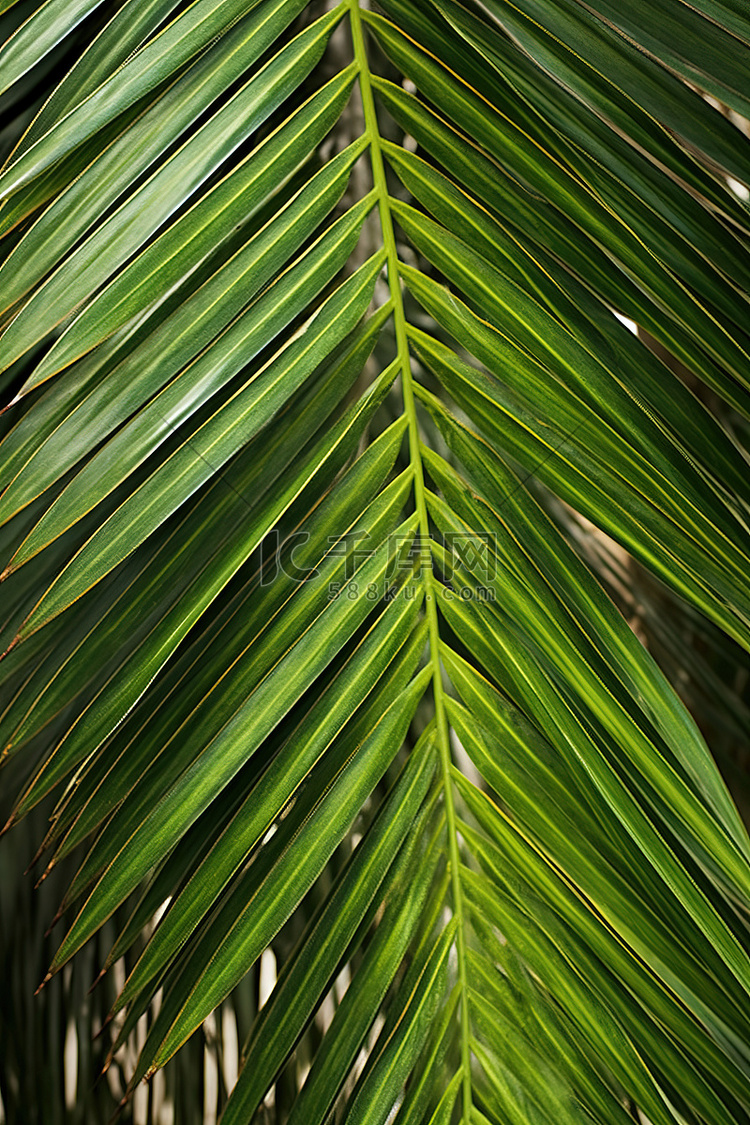 棕榈树的视图